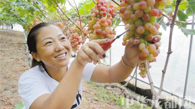 商水返鄉農民工創建葡萄采摘園取得好收益