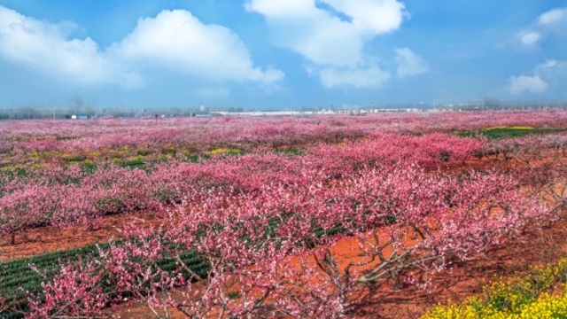 桃花節即將開幕 西華邀您賞桃花