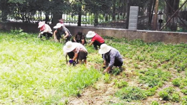 清除雜草 助力“創衛”