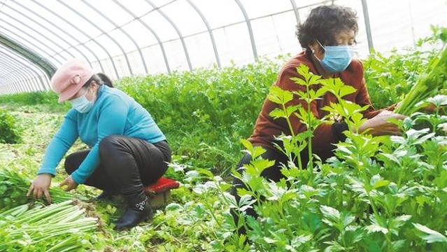 沈丘縣周營鎮農業恢復生產