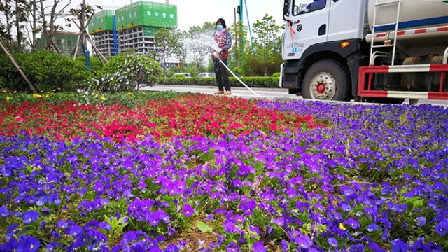 周口城區路邊鮮花盛開