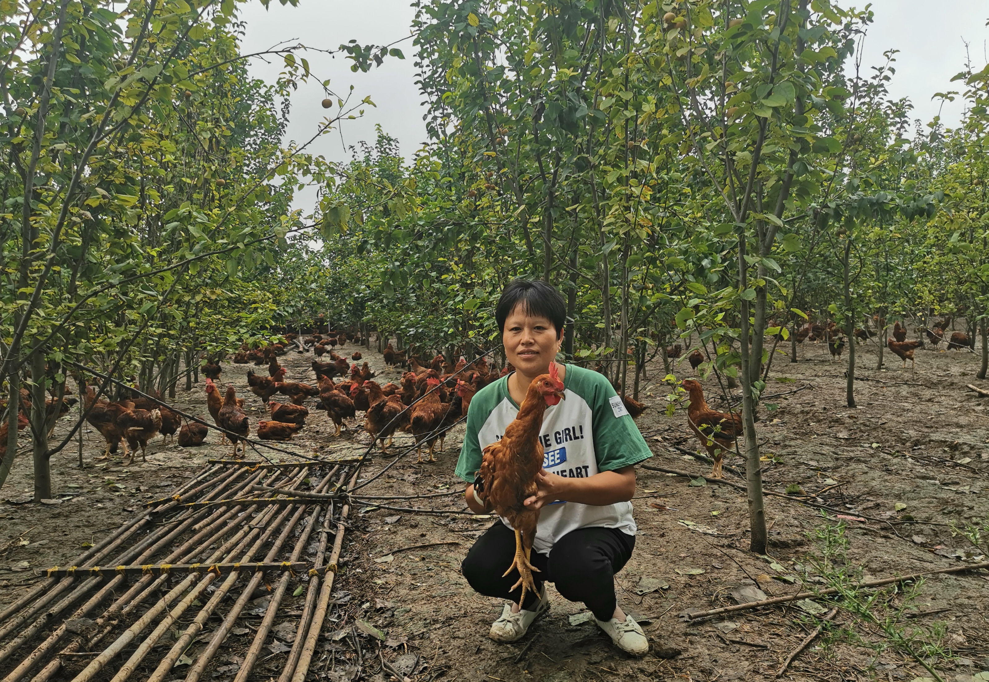 沈丘：集約農業助脫貧