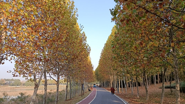 周口市植物園：賞秋正當時