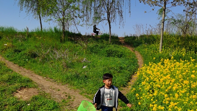 沈丘縣：清明節市民沙潁河邊踏青游玩