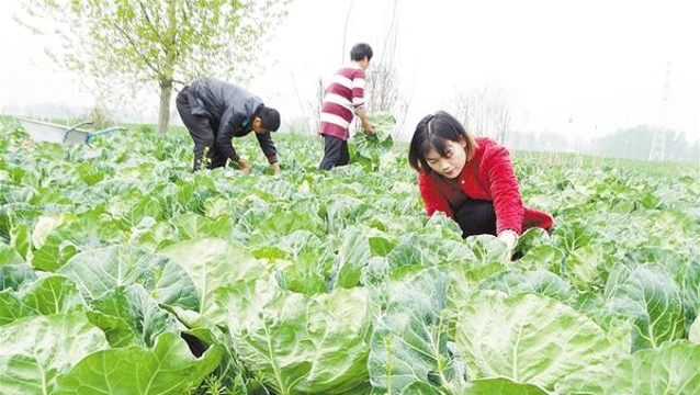 發展特色種植 助力鄉村振興